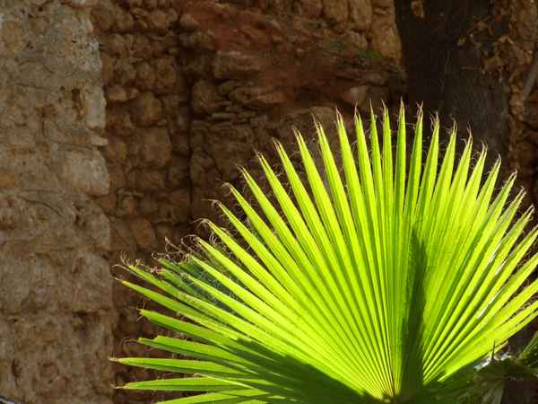 Palmblatt vor Felsgestein