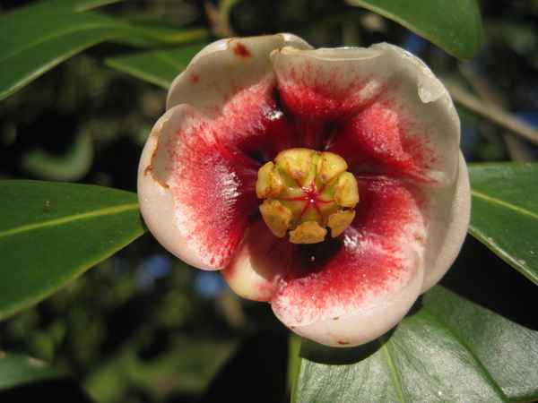 Rio, exotische Blüte von einem Baum im Jardim Botânico