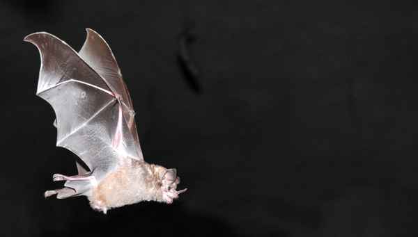 Fledermaus
