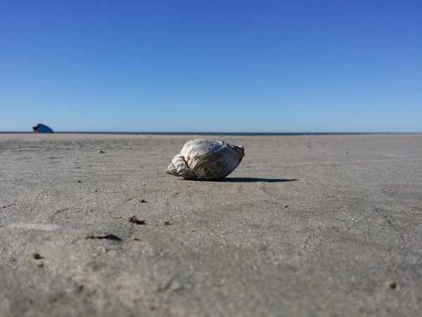 Muschel am Strand 1