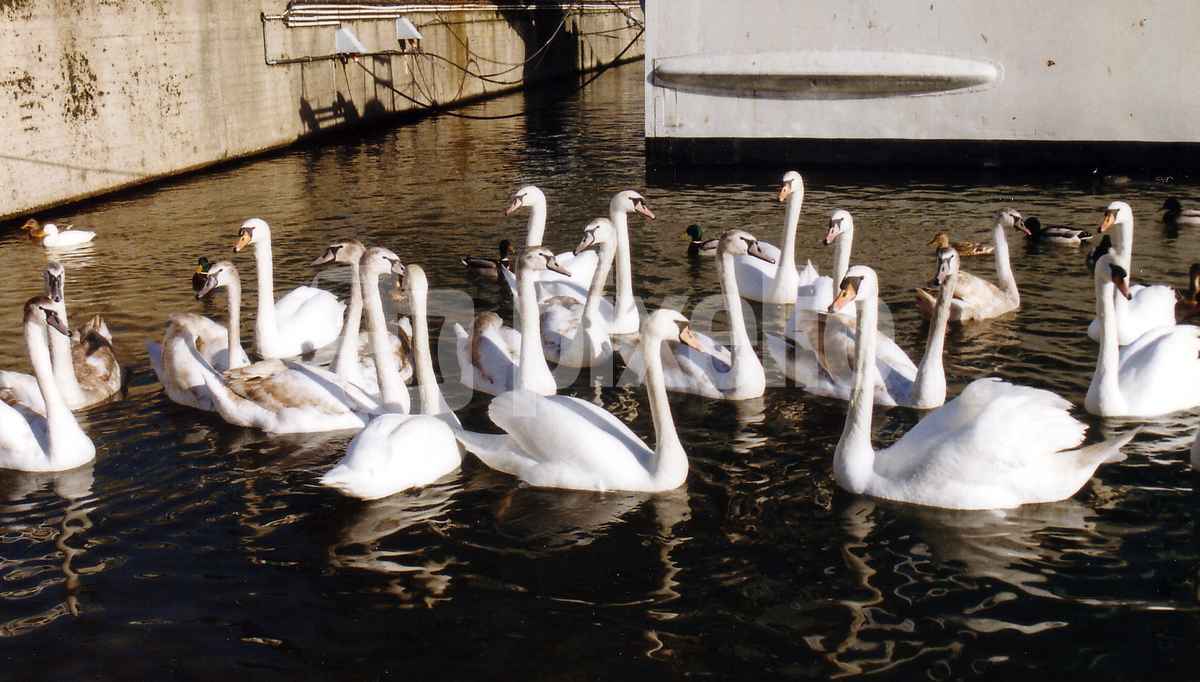 Schwäne Wilhelmshafen
