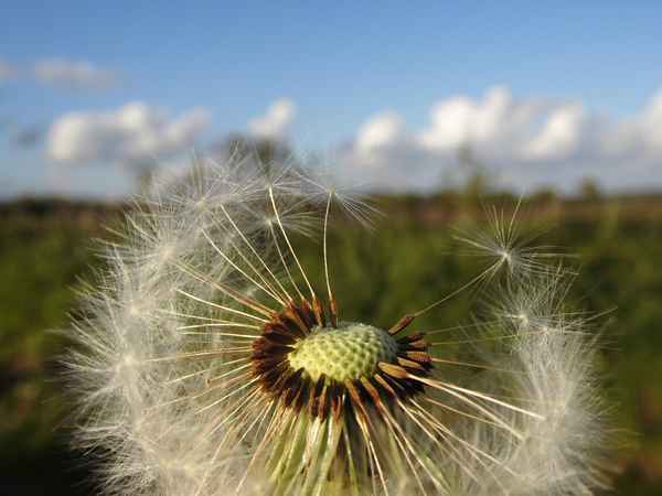 Pusteblume mit Halbglatze