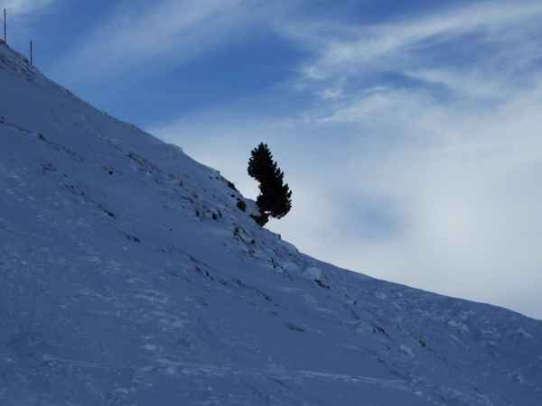 Überlebenskünstler