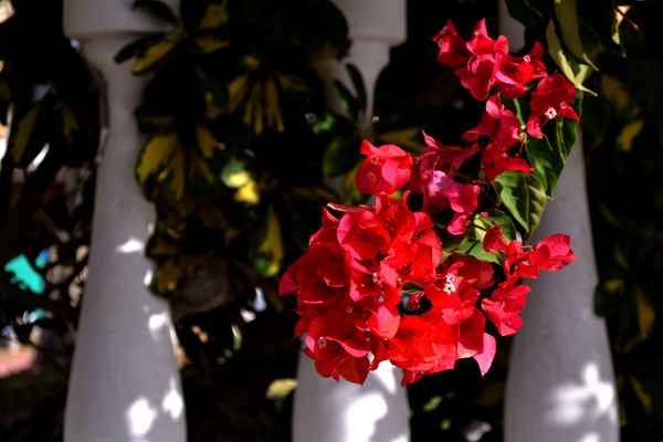 bougainvillea