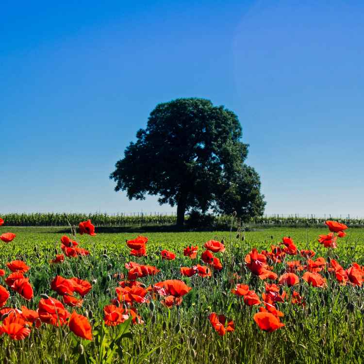Mohnblumen
