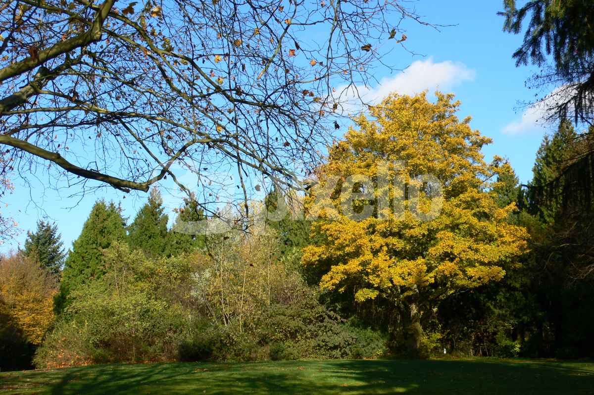 Feldahorn im Herbstkleid