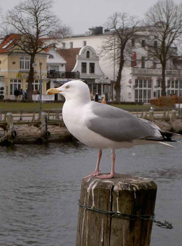 Möwe in Warnemünde am Strom