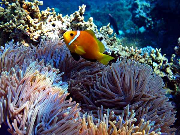 Anemonenfisch