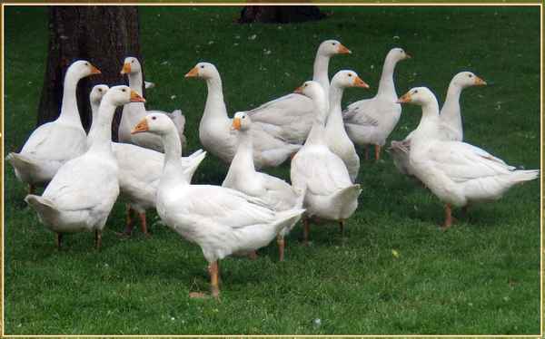 Gänse-Clan