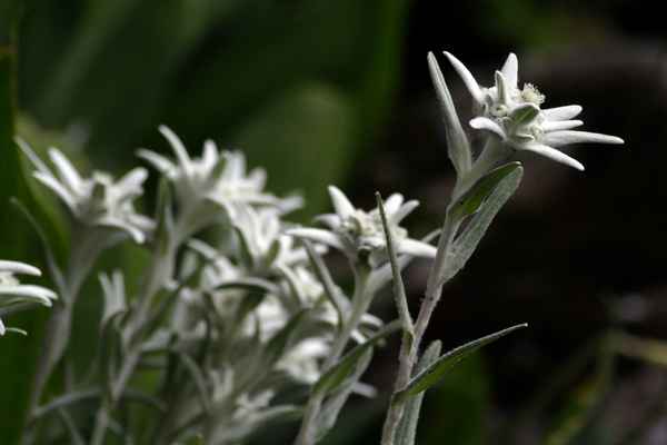 Familie Edelweiss