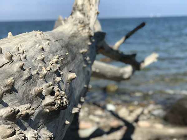 Alter Baum an der Ostsee./ Foto: Alexander Hauk