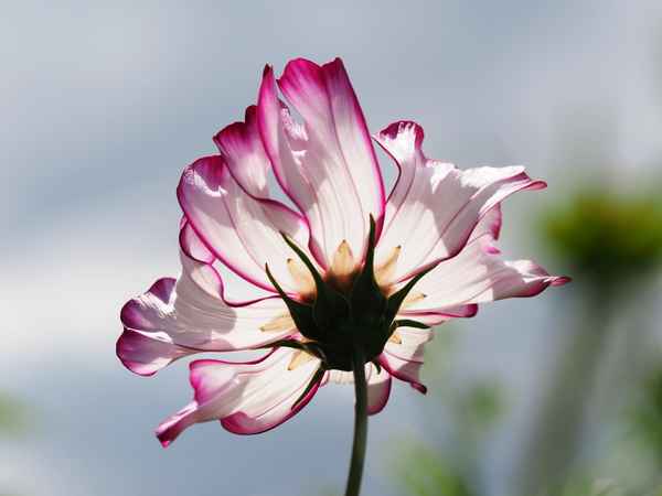 cosmea im sommerwind