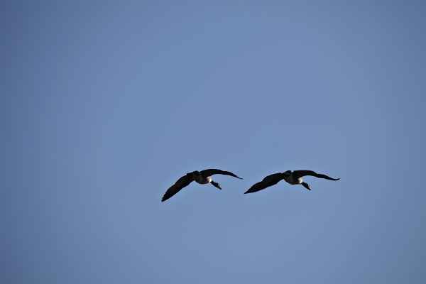 Anflug