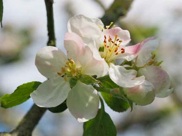 grahams jubileums apfelblüte