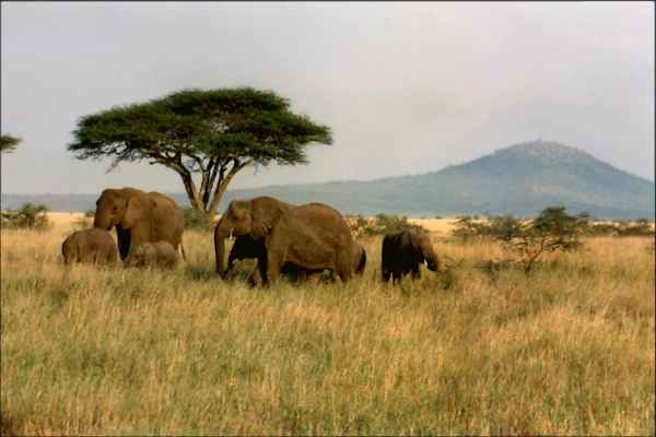 Elefanten in der Serengeti