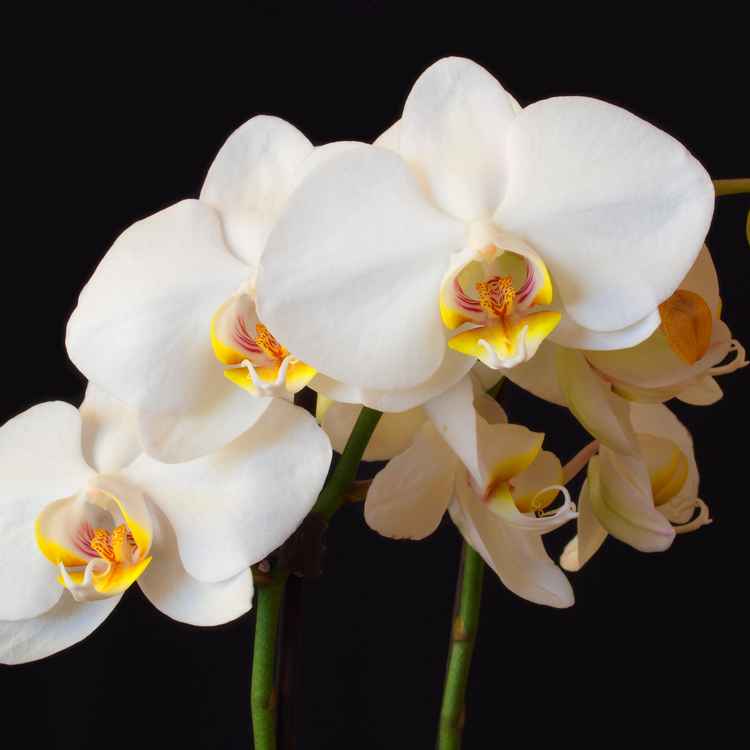 Orchidee