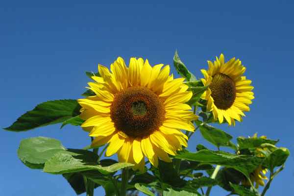 Doppelter Sonnenschein