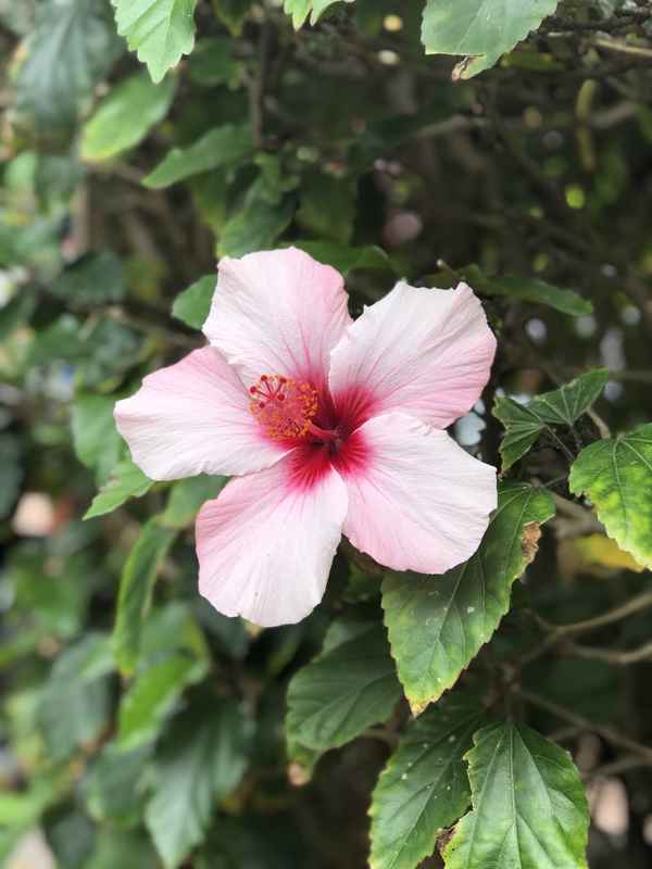 Hibiskus