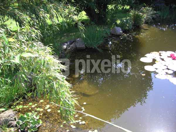 Licht und Schatten am Teich
