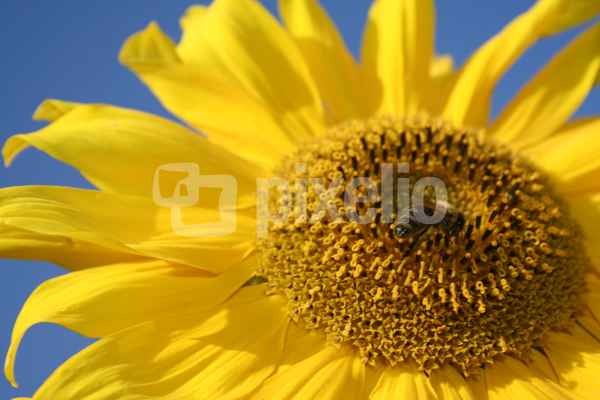 Sonnenblume