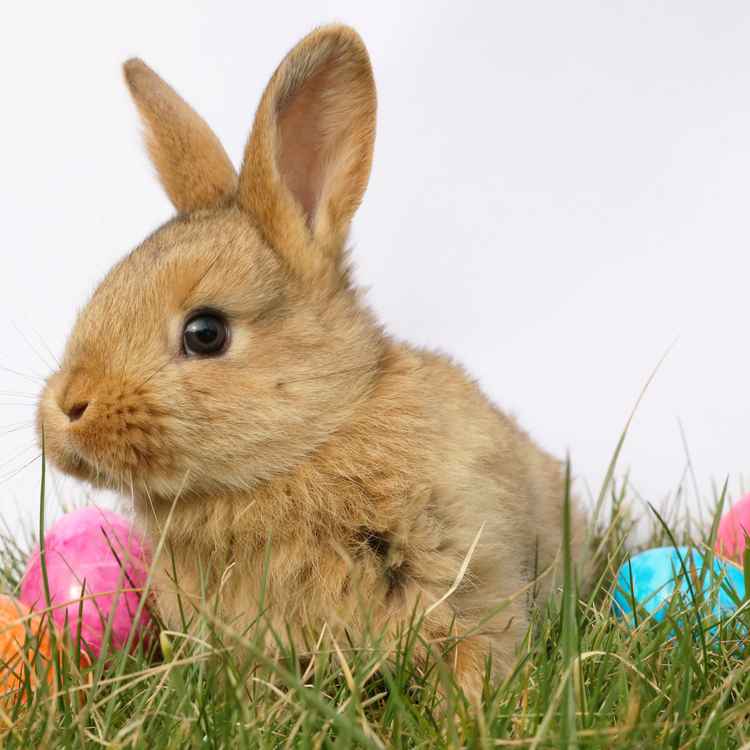 Kleiner kuscheliger Osterhase