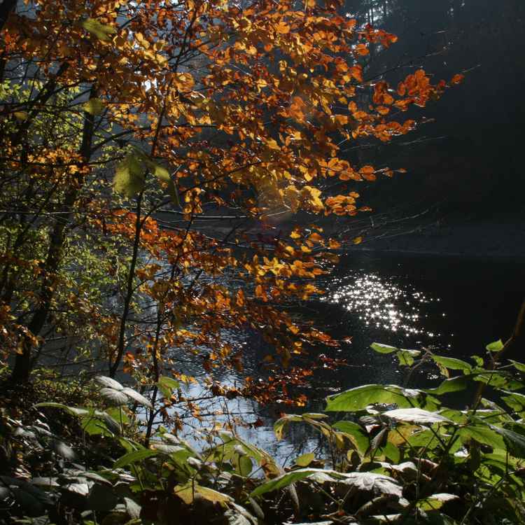 Herbstwanderung an der Sitter