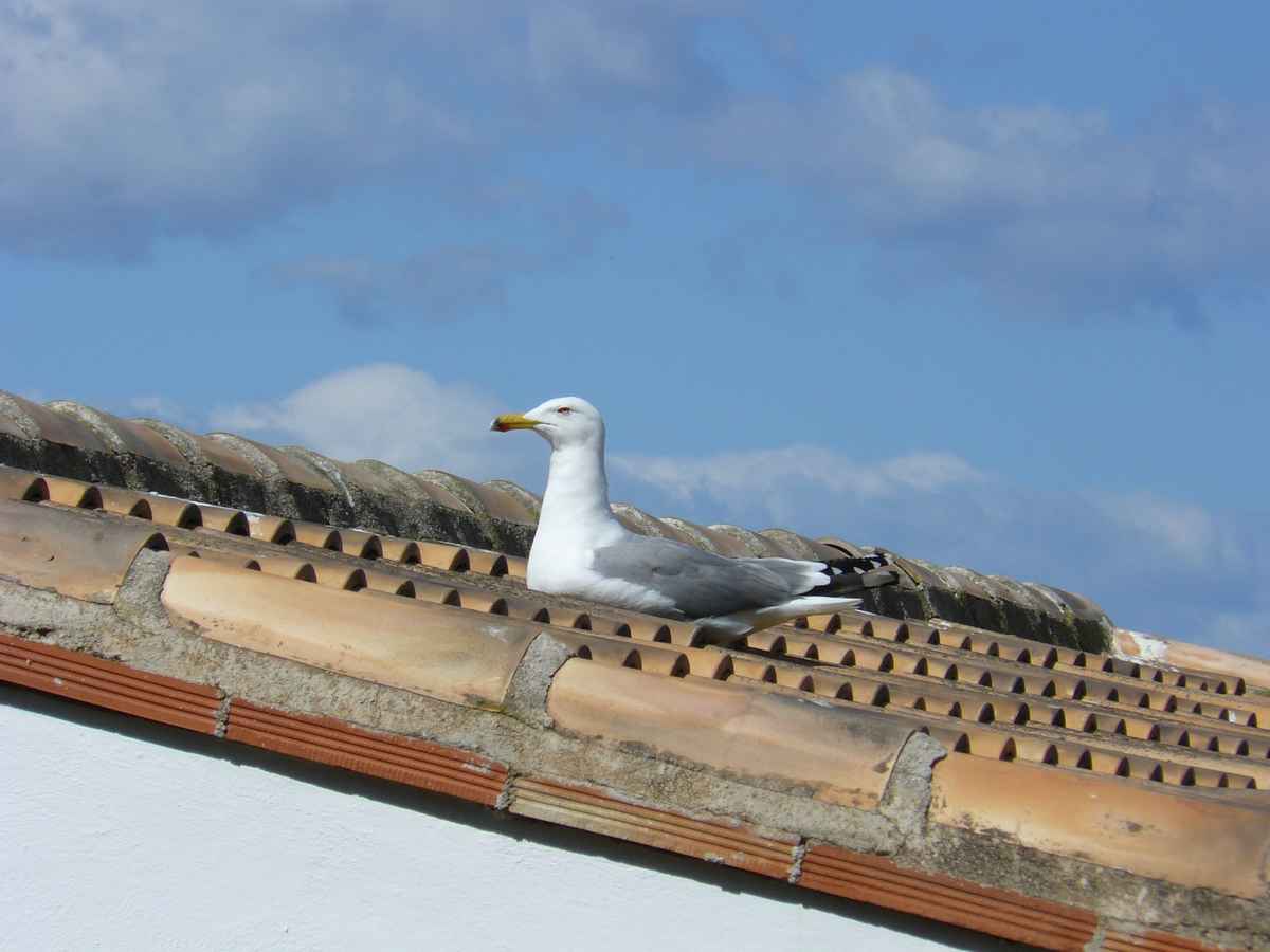 Möwe