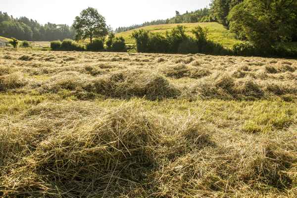 Streifzug über Land / 6