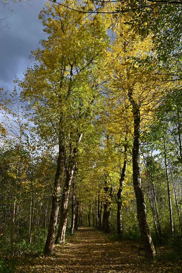 Bunt ist der Herbst!