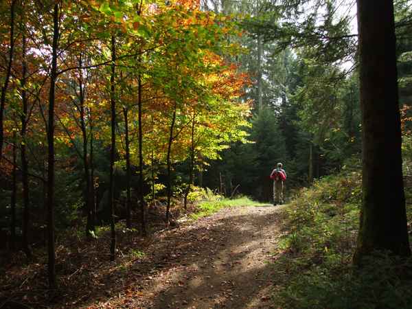 Auf dem Westweg durch den Schwarzwald