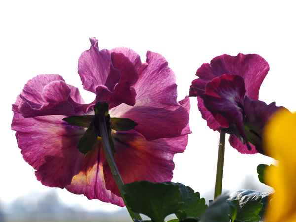 frühlingserwachen 3