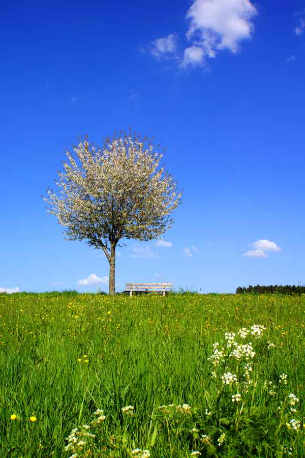 Maiwetter mit Ruhebank