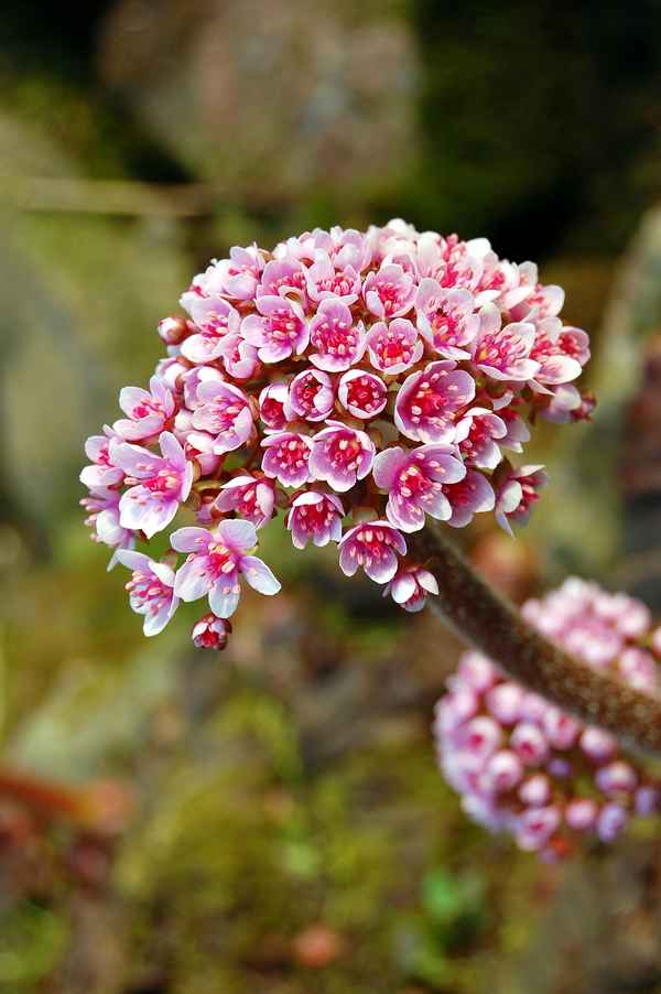 Das Schildblatt (Darmera peltata) #2
