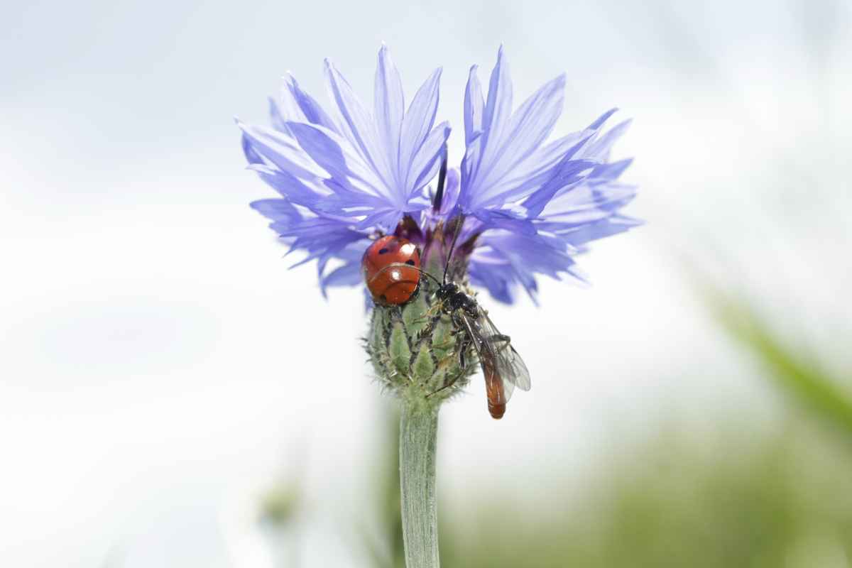 kornblume