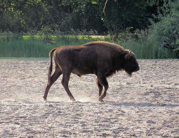 Junger Bison