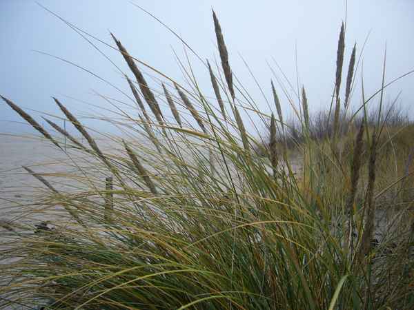 Strandhafer