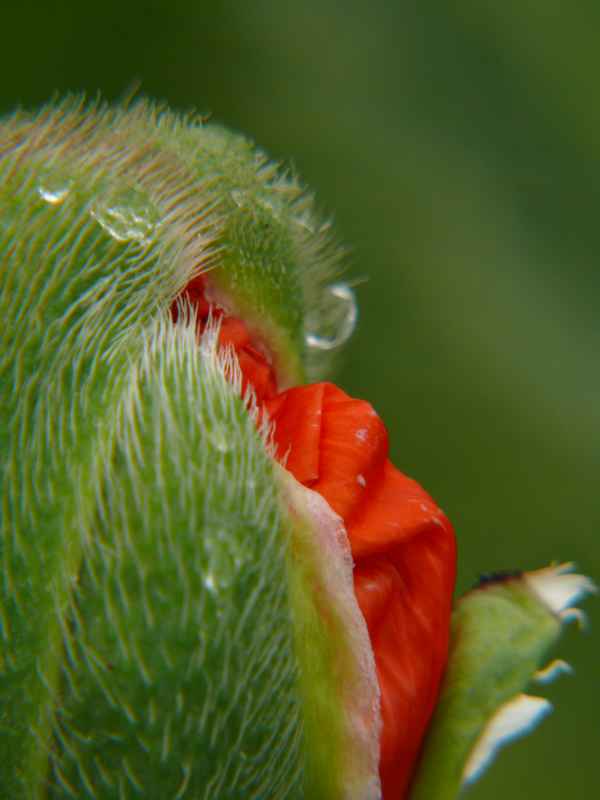 nach dem Regen