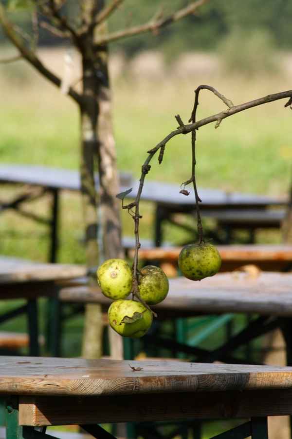 Der Apfelzweig