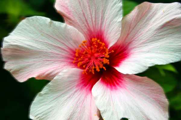 Einmal nah betrachtet