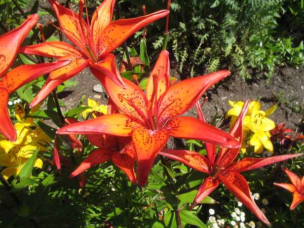 rote blüte