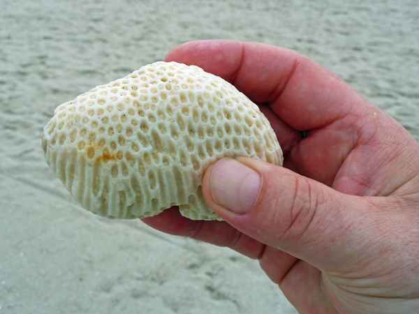 shell