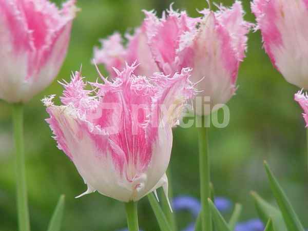 Tulpen