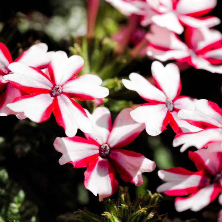 "Tempelritter-Blume"