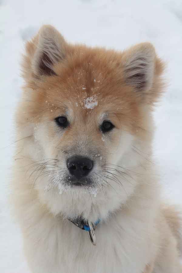 Junger Eurasier