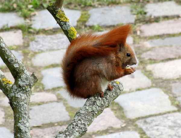 Eichhörnchen beim Fressen