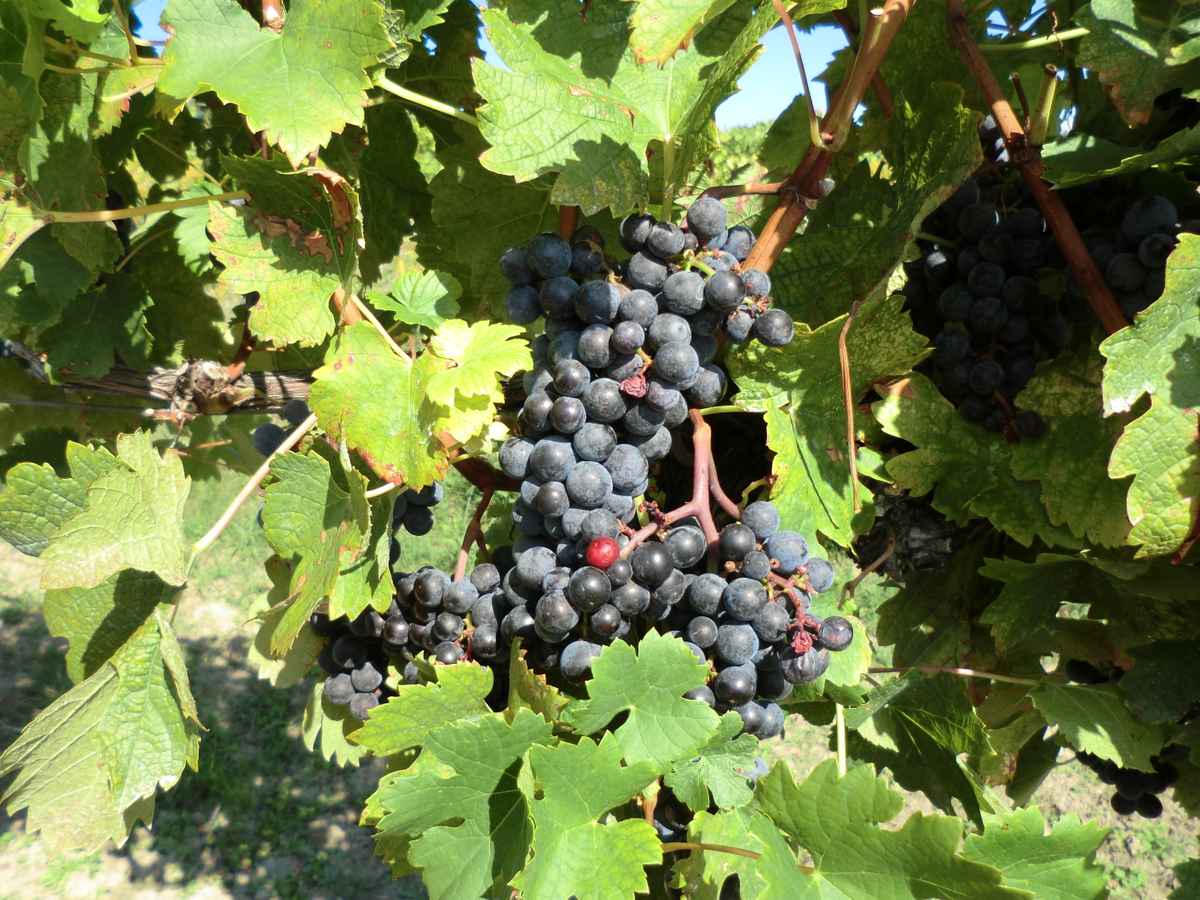Weinlese am Bisamberg in Wien
