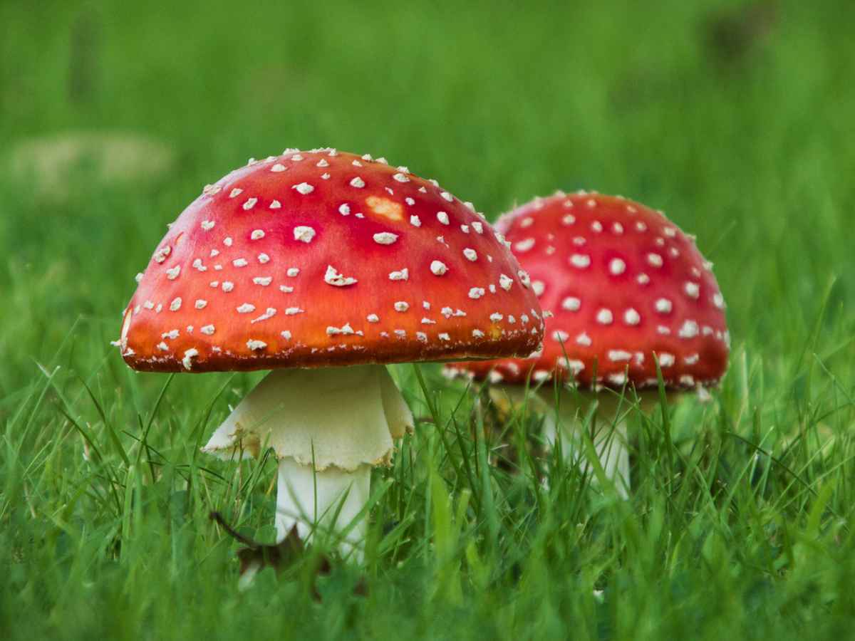 Zwei Fliegenpilze