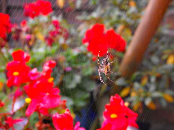 Spinne im Netz