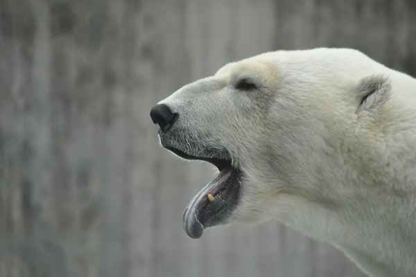 gähnender Eisbär