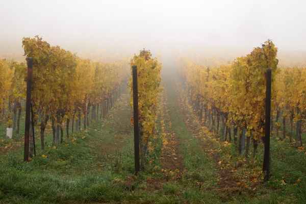 Weinberg im Nebel